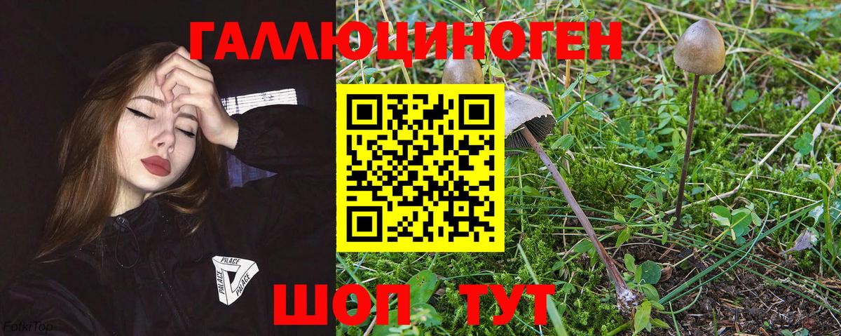 Псилоцибиновые грибы мицелий  где найти   Галлюциногенные грибы Psilocybine cubensis  Мурманск  Вход с VPN 