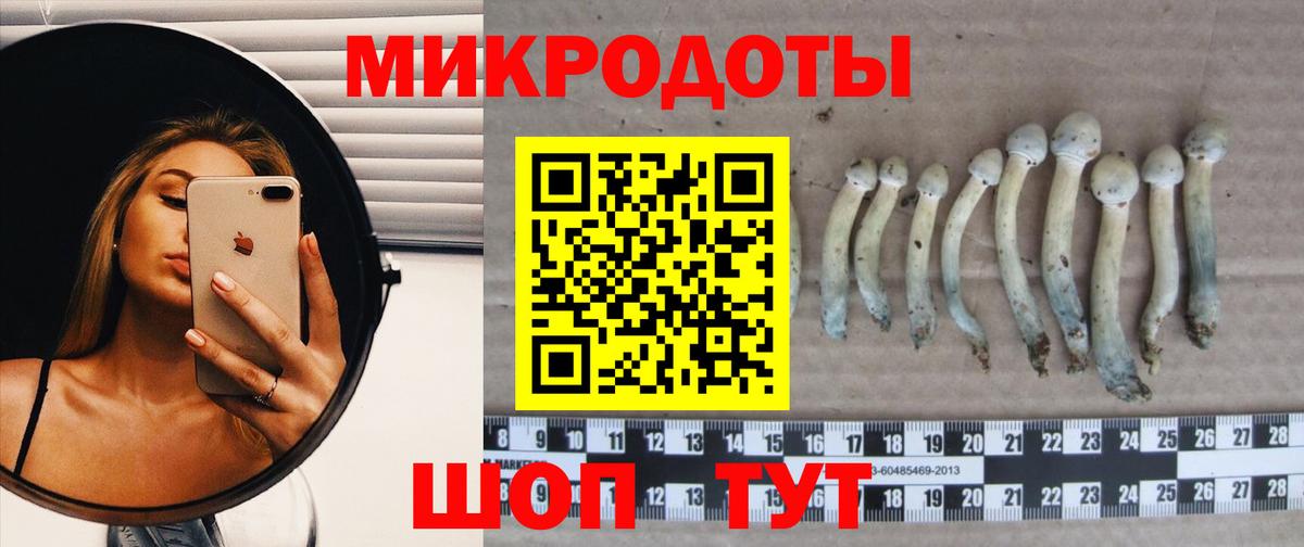 Галлюциногенные грибы Psilocybe Мурманск